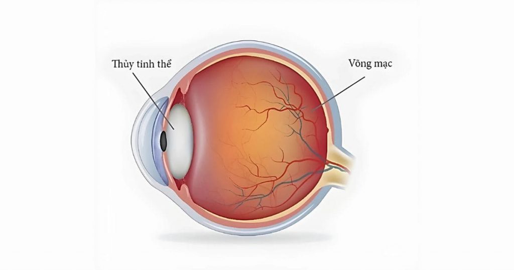 Thủy tinh thể đóng vai trò quan trọng trong việc điều tiết cho mắt