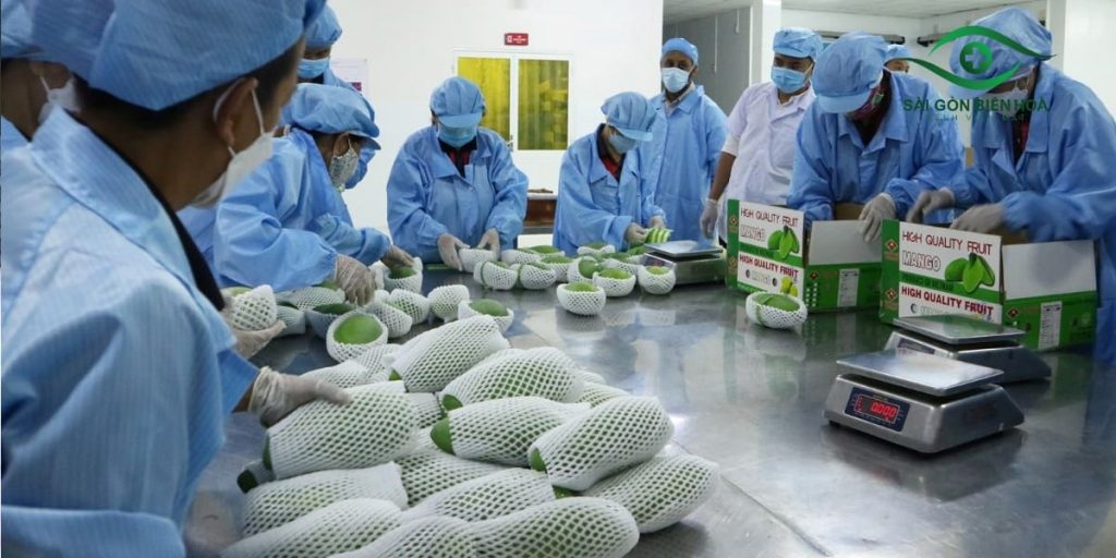 Công việc đóng gói thực phẩm không yêu cầu cao về thị lực