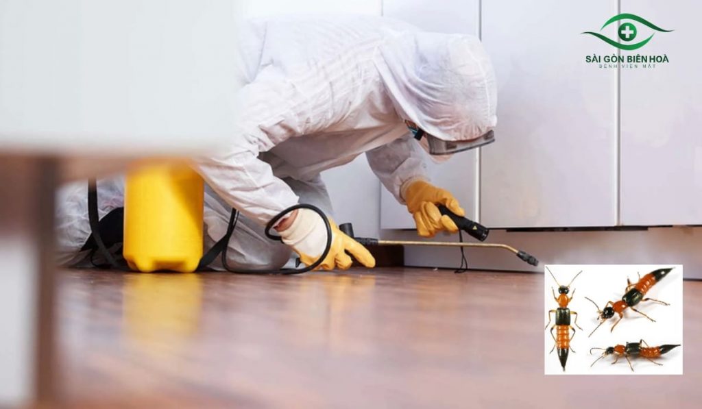 Giữ nhà sạch, đóng cửa, hạn chế ánh sáng mạnh để tránh kiến ba khoang tiếp cận mắt