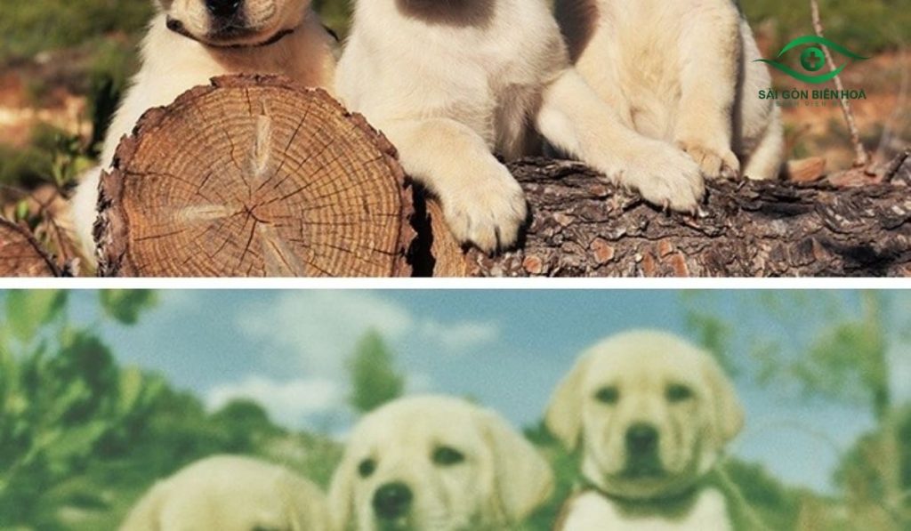 Mắt nhìn thấy màu xanh có thể do mỏi mắt, ánh sáng mạnh hoặc báo hiệu rối loạn võng mạc, thần kinh thị giác