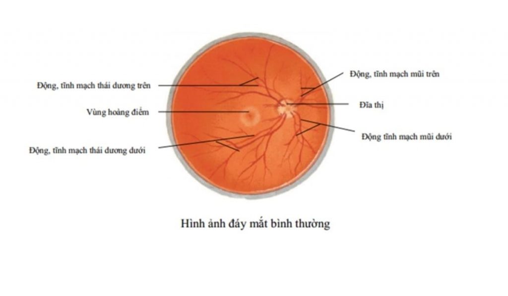Hình ảnh soi đáy mắt bình thường
