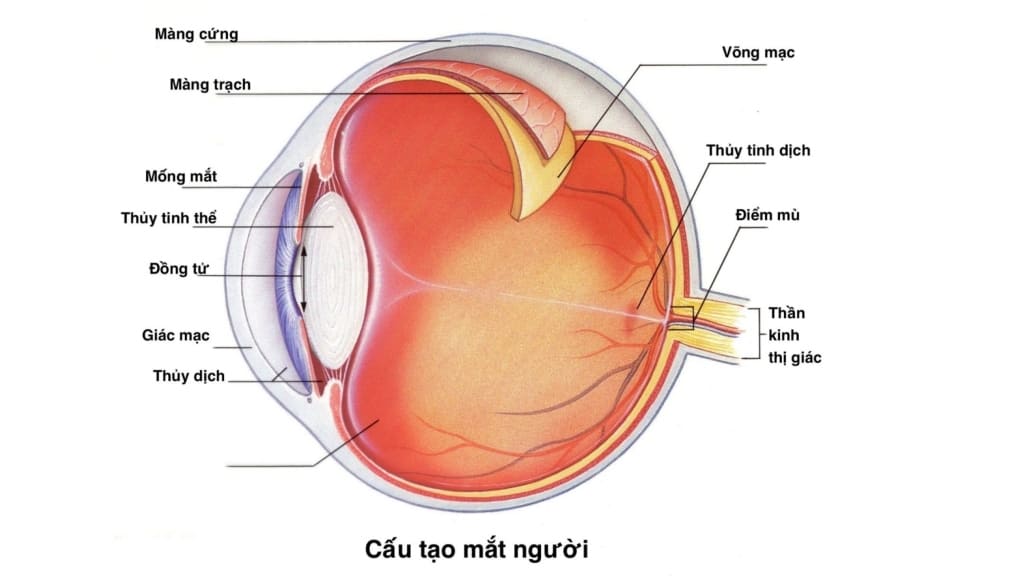 Võng mạc là lớp mô mỏng, nằm trong cùng nhãn cầu