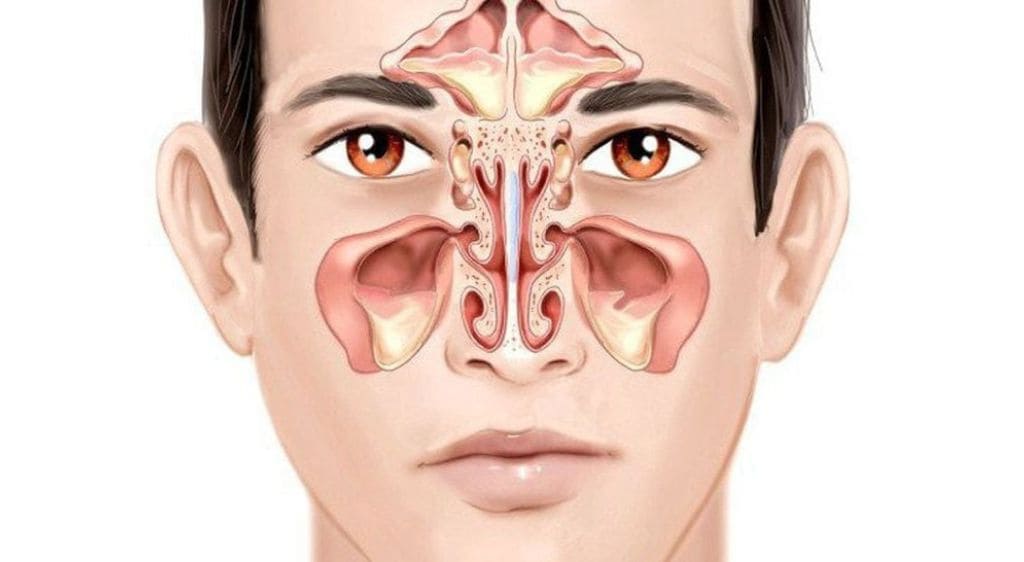 Cấu trúc giải phẫu cho thấy hốc mắt được bao bọc bởi hệ thống các xoang