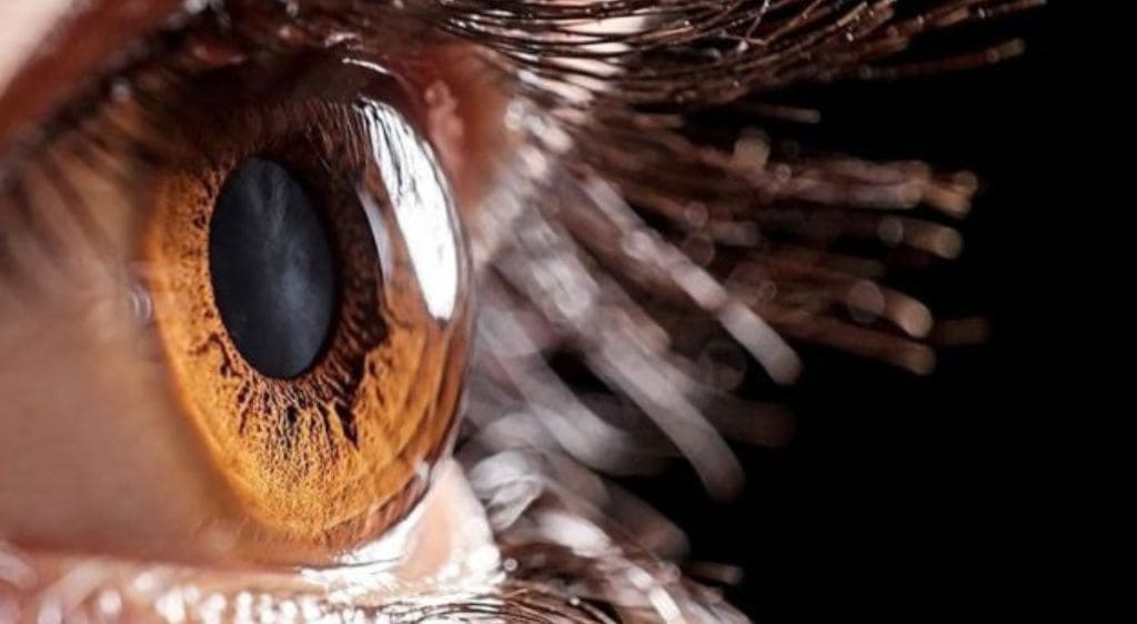 Giác mạc có chức năng khúc xạ, giúp hình ảnh hội tụ chính xác trên võng mạc