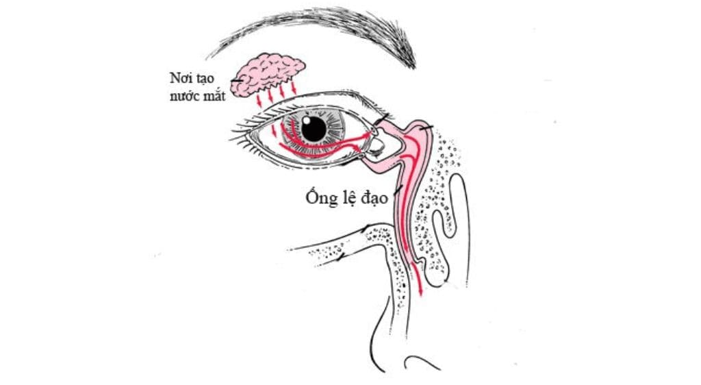 Hệ thống lệ đạo hoạt động giống như một mạng lưới cấp thoát nước thông minh của mắt