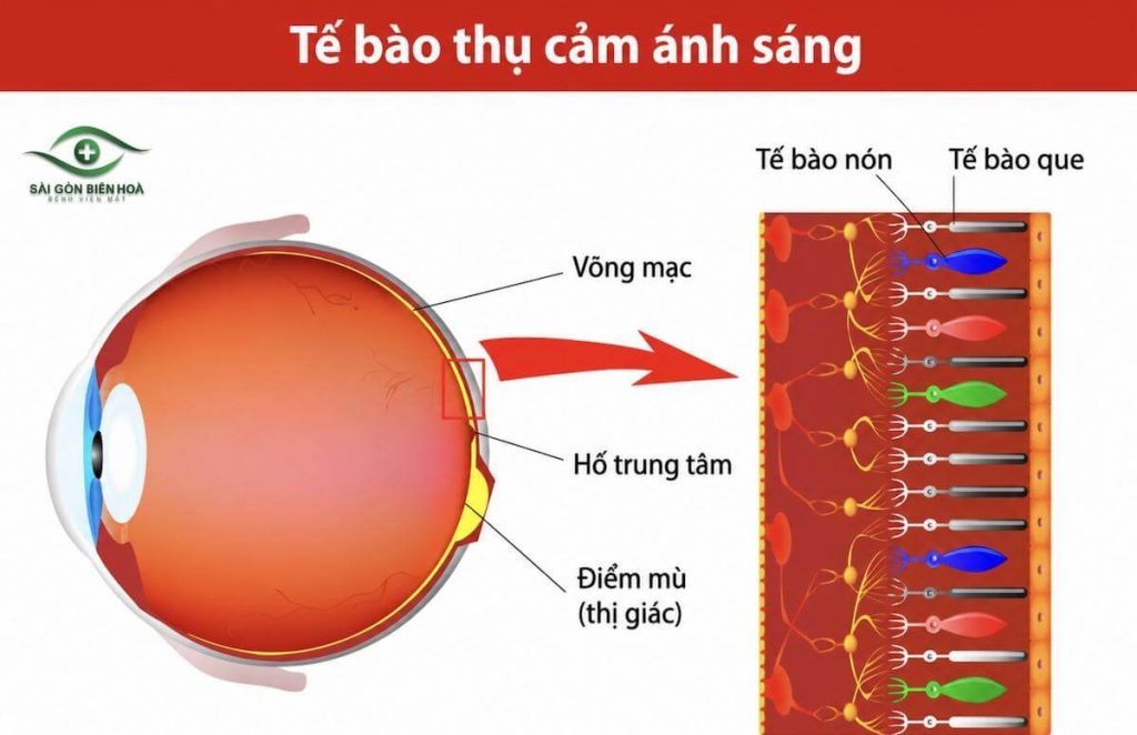 Ba loại tế bào nón nhạy cảm với các bước sóng ánh sáng (tương ứng với màu đỏ, xanh lam, xanh lục), giúp mắt người cảm nhận toàn bộ dải màu sắc