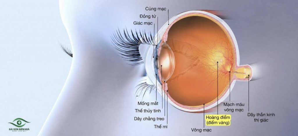Điểm vàng có hình bầu dục nằm ở trung tâm võng mạc