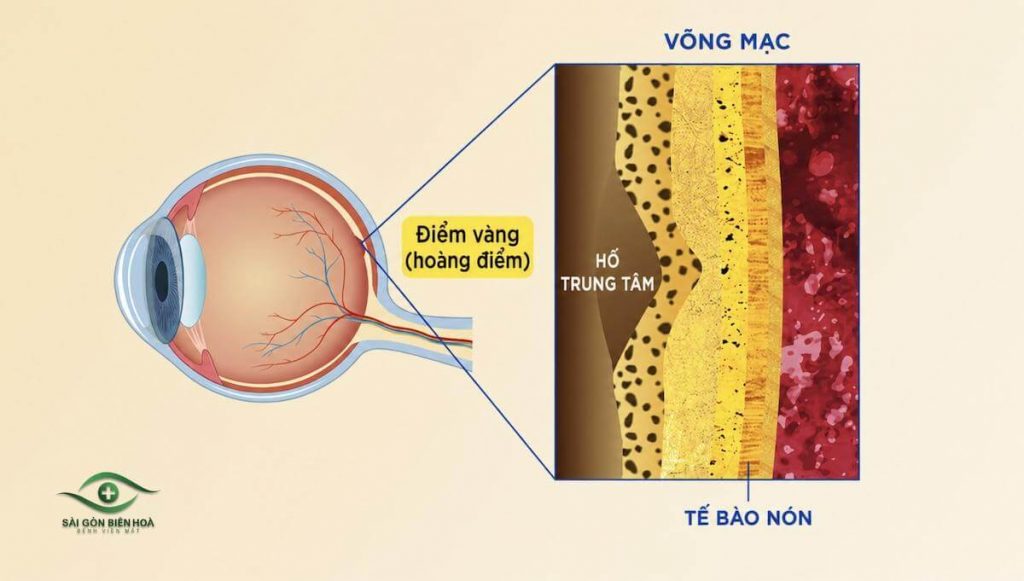 Tế bào nón tập trung dày đặc ở hố trung tâm
