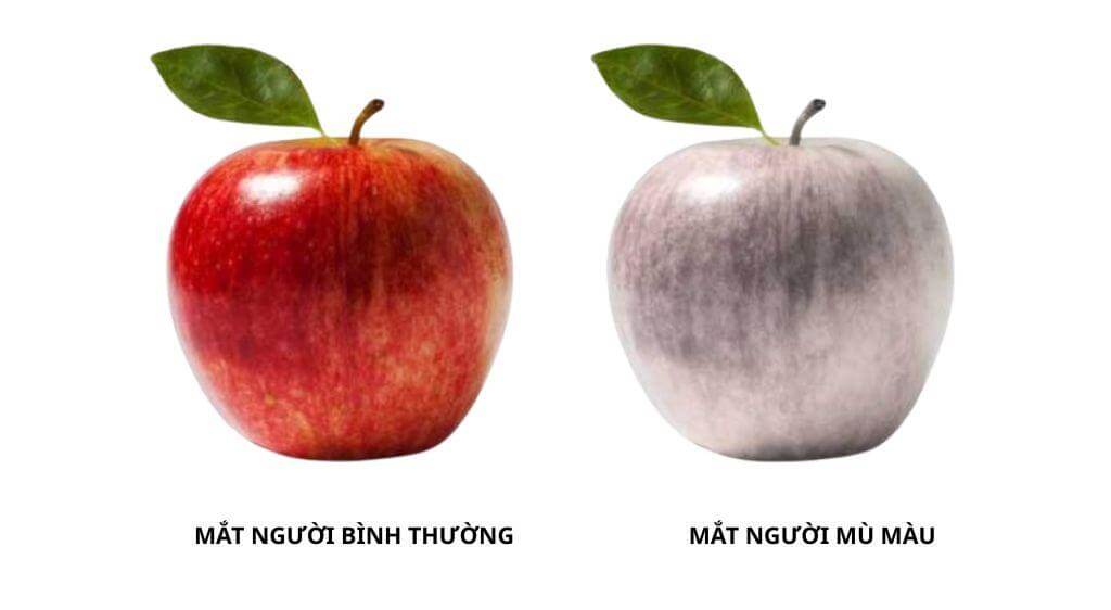 Người mù màu không thể nhìn thấy thế giới rực rỡ sắc màu