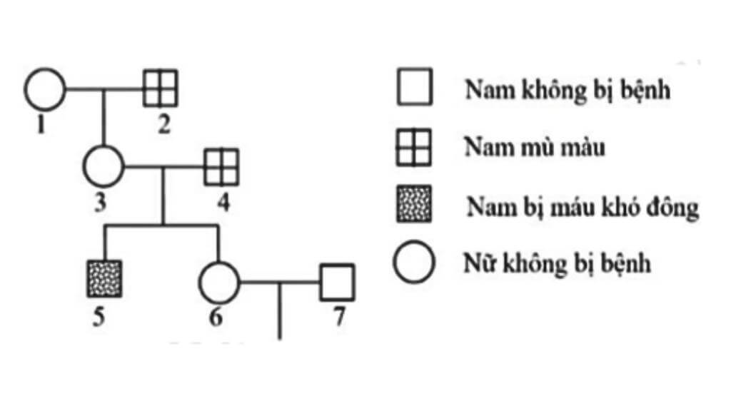 Sơ đồ các trường hợp di truyền điển hình của bệnh mù màu