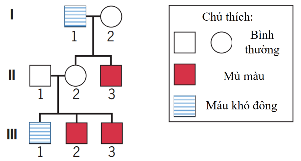 Sơ đồ phả hệ di truyền bệnh mù màu và máu khó đông qua 3 thế hệ