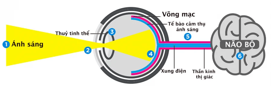 Ánh sáng đi vào mắt, được chuyển đổi và truyền tín hiệu đến não bộ