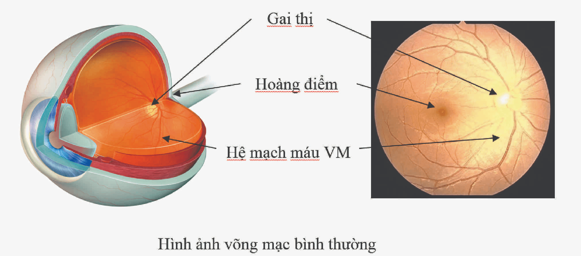 Cấu tạo của võng mạc