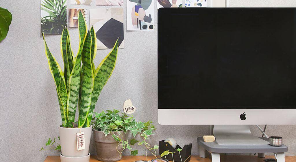 Cây xanh giúp mắt thư giãn và giảm mỏi khi làm việc lâu