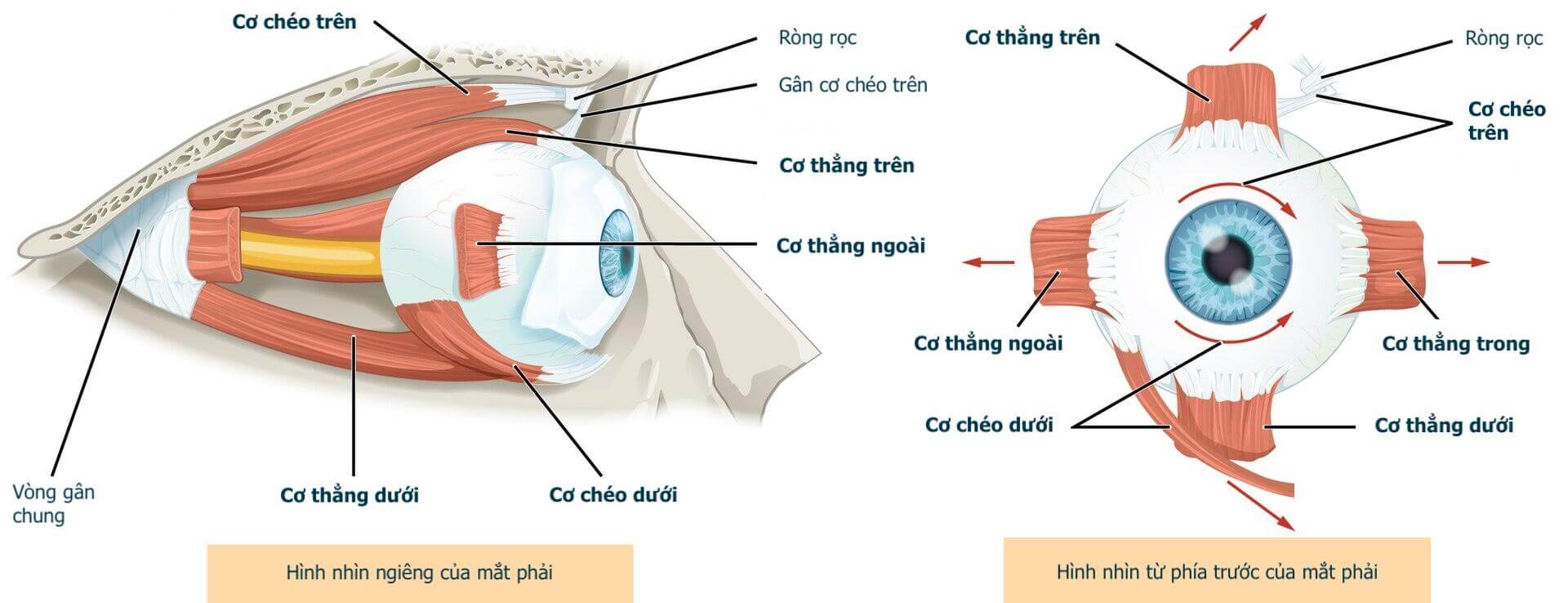 Cơ vận nhãn