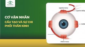 Cơ vận nhãn: Cấu tạo và sự chi phối thần kinh
