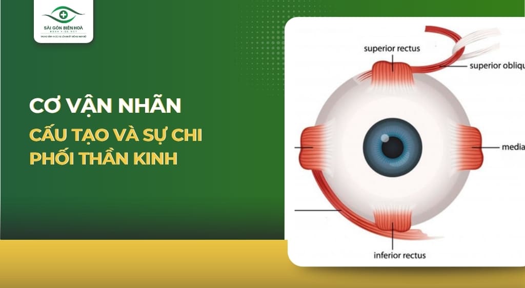 Cơ vận nhãn: Cấu tạo và sự chi phối thần kinh