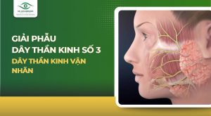 Dây thần kinh số 3