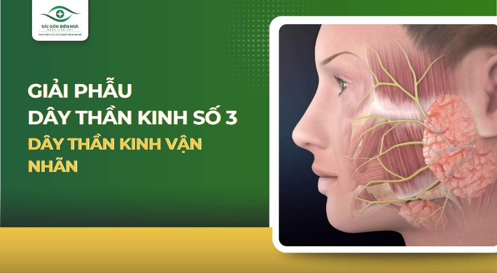 Dây thần kinh số 3