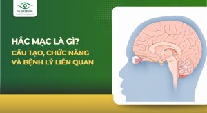 Dây thần kinh số 4