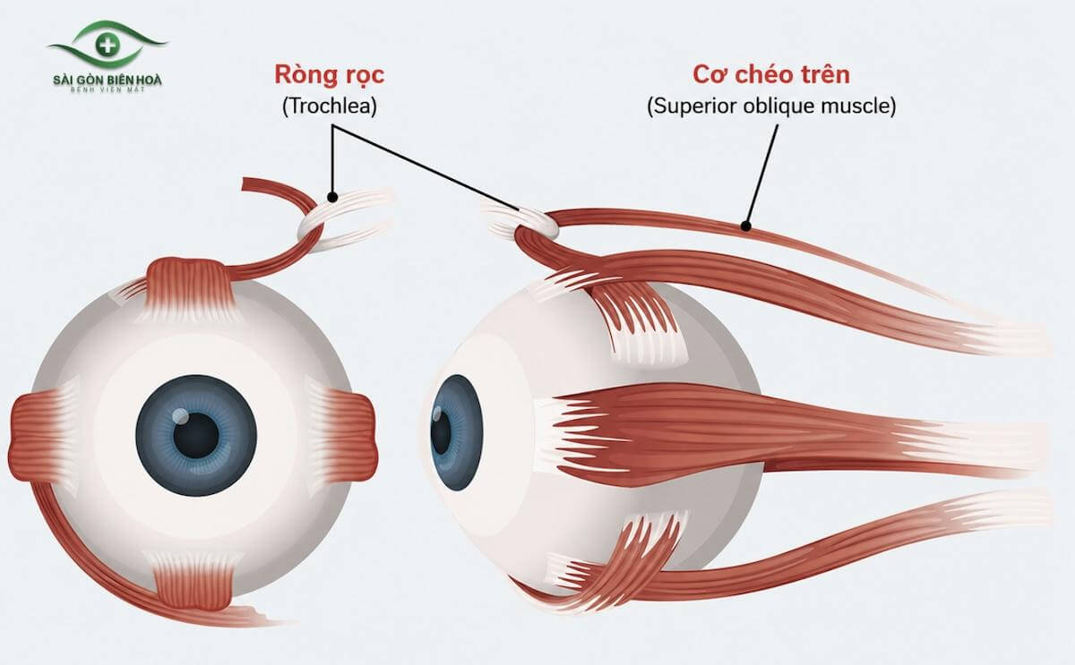 Dây thần kinh số 4 chi phối cơ chéo trên