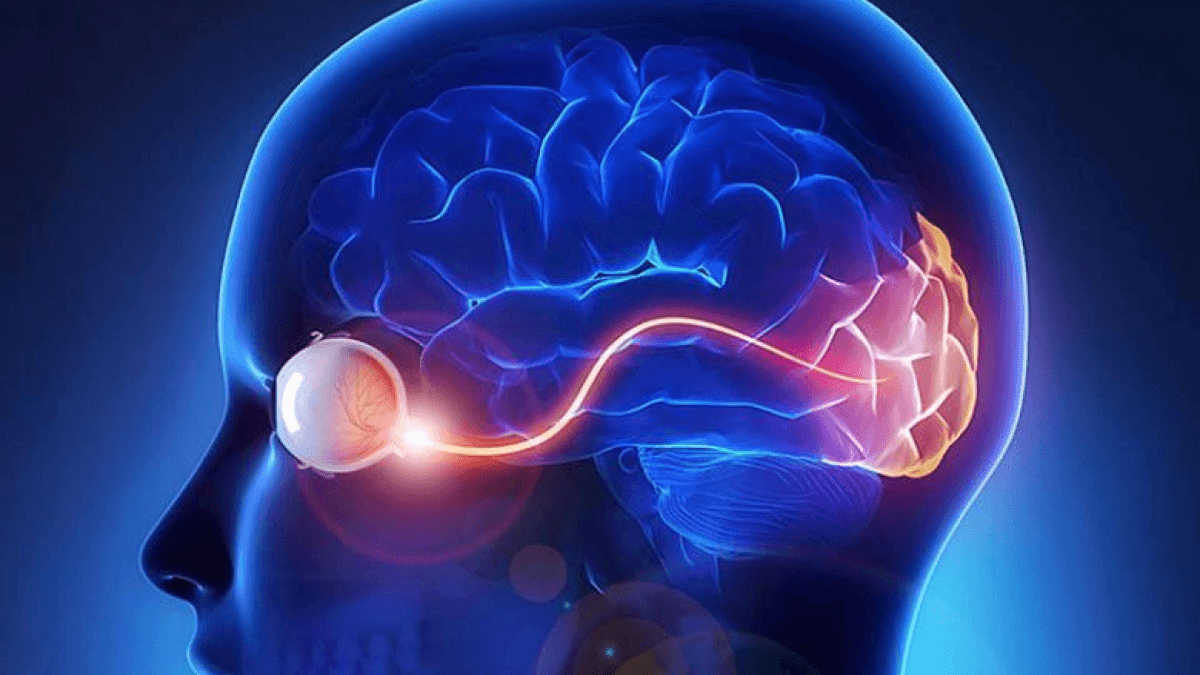 Dây thần kinh thị giác là cầu nối đưa hình ảnh từ mắt đến não bộ