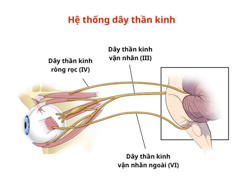 Dây thần kinh trong hốc mắt đóng vai trò điều khiển các cử động tinh vi của nhãn cầu và truyền cảm giác