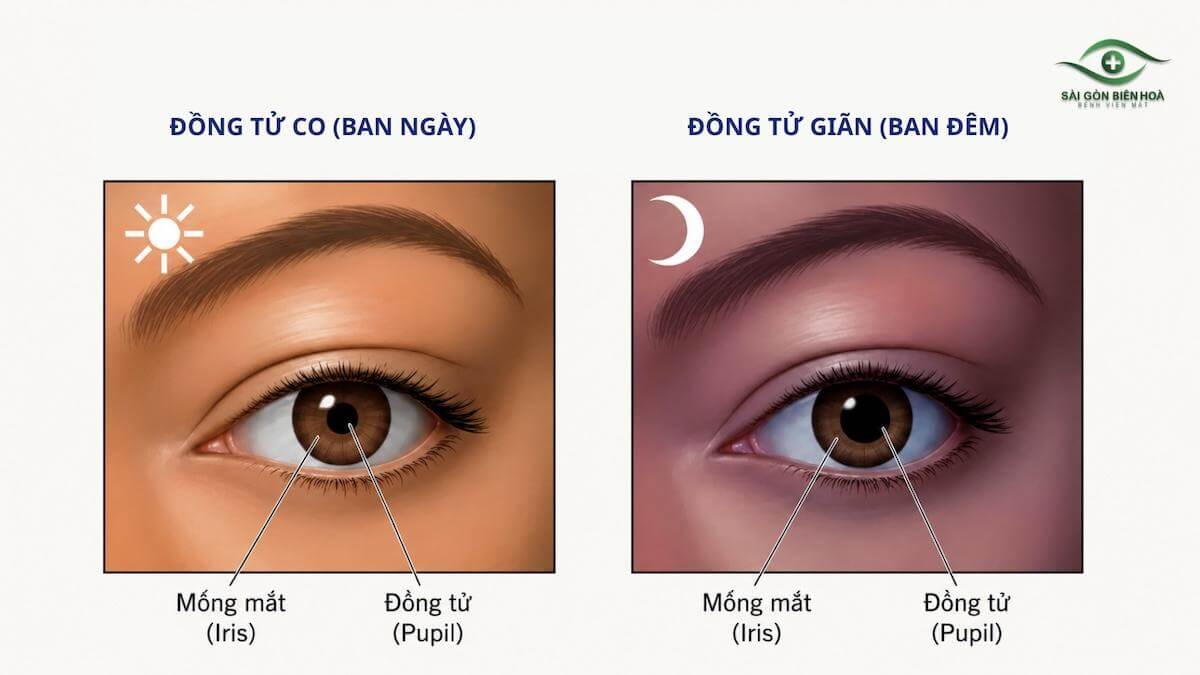 Đồng tử co giãn liên tục theo môi trường ánh sáng (phản xạ ánh sáng đồng tử)