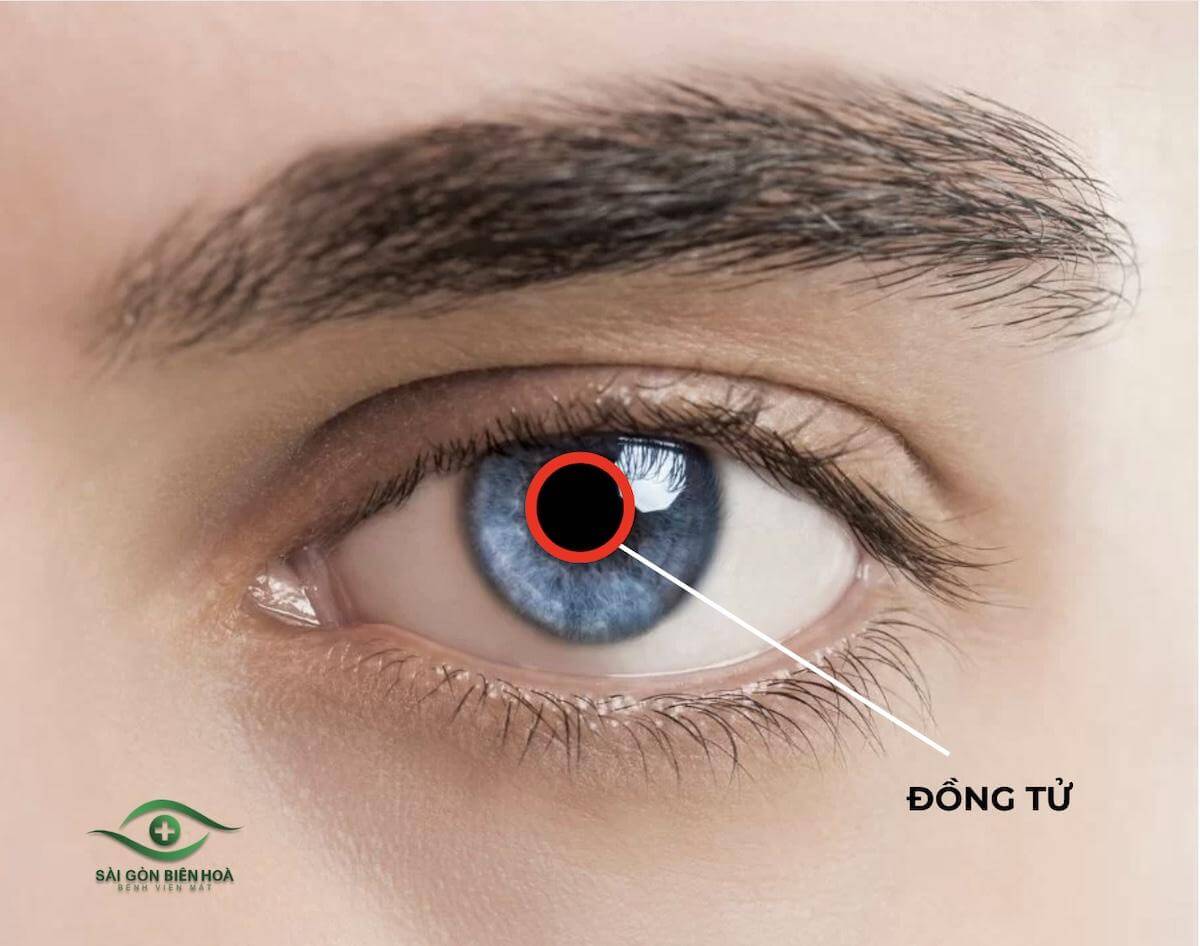 Đồng tử là lỗ đen tròn nằm ở trung tâm mống mắt của mắt