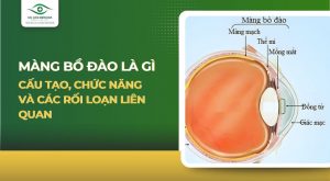 Màng bồ đào là gì? Cấu tạo, chức năng và các rối loạn liên quan