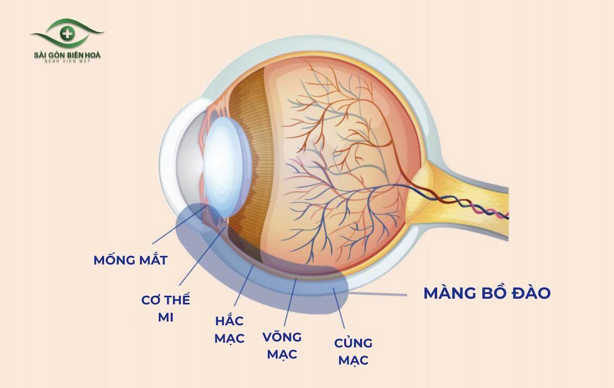 Màng bồ đào bao gồm mống mắt, cơ thể mi và hắc mạc
