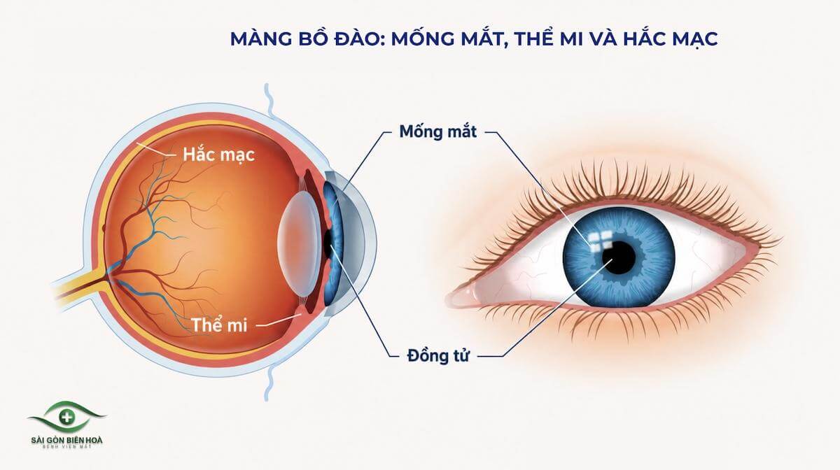 Màng bồ đào giúp nuôi dưỡng mắt, điều tiết ánh sáng và duy trì thị lực ổn định