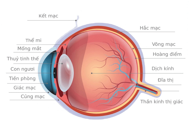 Mắt có cấu tạo phức tạp, bao gồm nhiều bộ phận thực hiện chức năng khác nhau trong việc thu nhận và xử lý ánh sáng