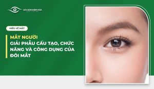 Mắt người: Giải phẫu cấu tạo, chức năng và công dụng của đôi mắt