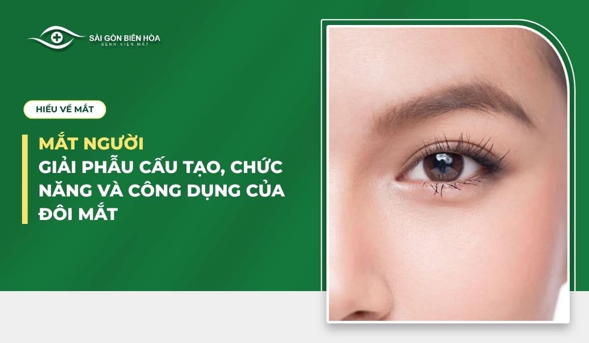 Mắt người: Giải phẫu cấu tạo, chức năng và công dụng của đôi mắt