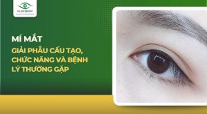 Mí mắt: Giải phẫu cấu tạo, chức năng và bệnh lý thường gặp