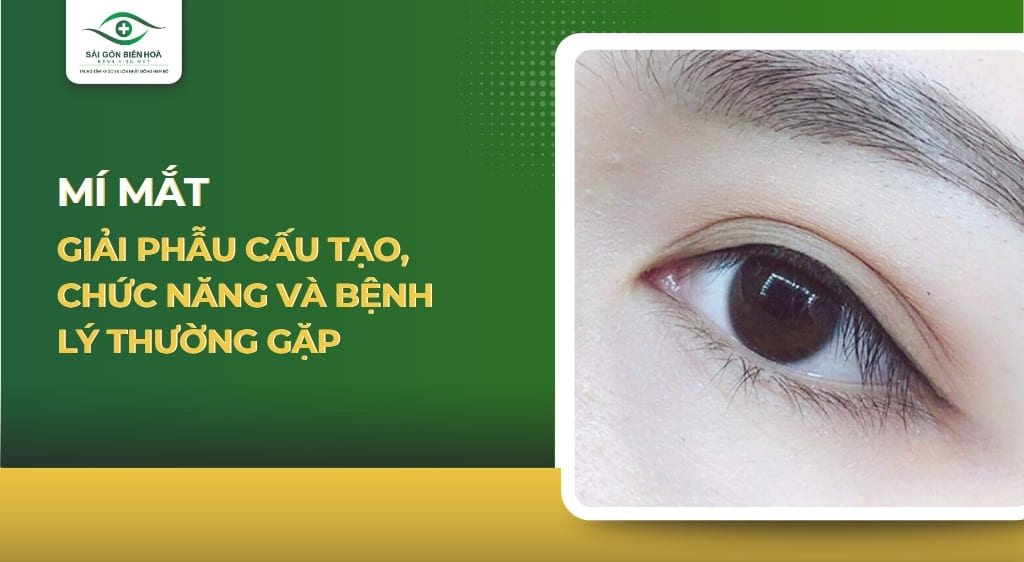 Mí mắt: Giải phẫu cấu tạo, chức năng và bệnh lý thường gặp