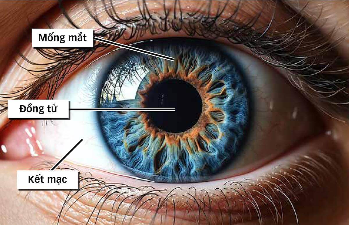 Mống mắt bao quanh đồng tử và quyết định màu sắc của mắt
