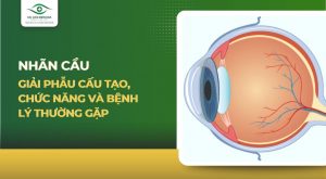 Nhãn cầu: Giải phẫu cấu tạo, chức năng và bệnh lý thường gặp