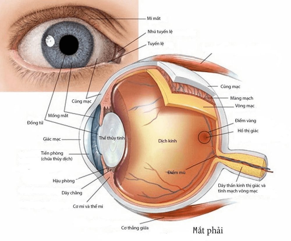 Nhãn cầu bao gồm nhiều lớp màng, chất dịch và các bộ phận hỗ trợ