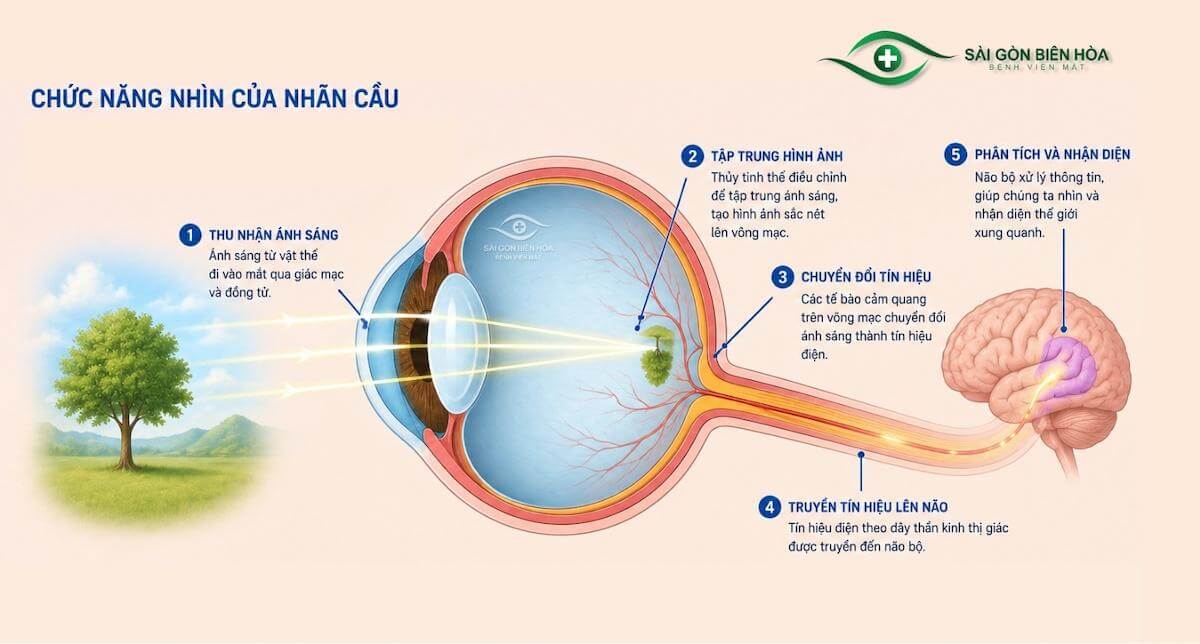 Nhìn thấy là chức năng cốt lõi của nhãn cầu