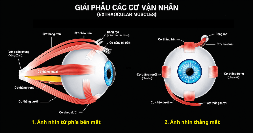 Nhóm cơ điều khiển chuyển động nhãn cầu gồm 4 cơ thẳng và 2 cơ chéo
