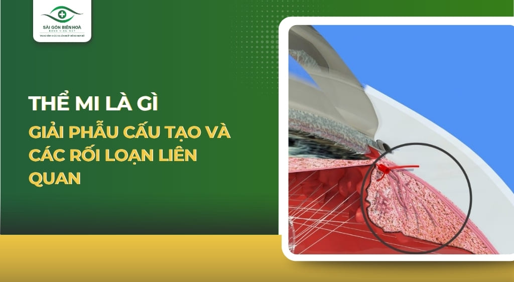 Thể mi là gì