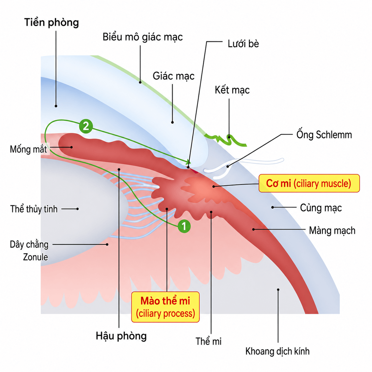 Thể mi (vùng màu đỏ) bao gồm cơ mi và mào thể mi