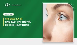 Thị giác là gì? Cấu tạo, vai trò và cơ chế hoạt động