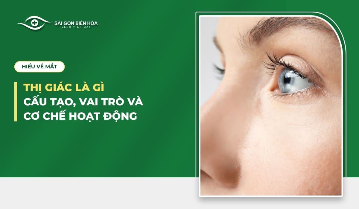 Thị giác là gì? Cấu tạo, vai trò và cơ chế hoạt động