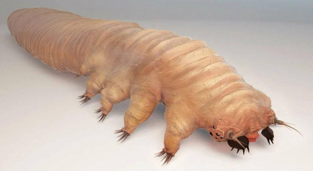 Ký sinh trùng Demodex có thể là một trong những yếu tố liên quan đến tình trạng chắp mắt tái phát nhiều lần