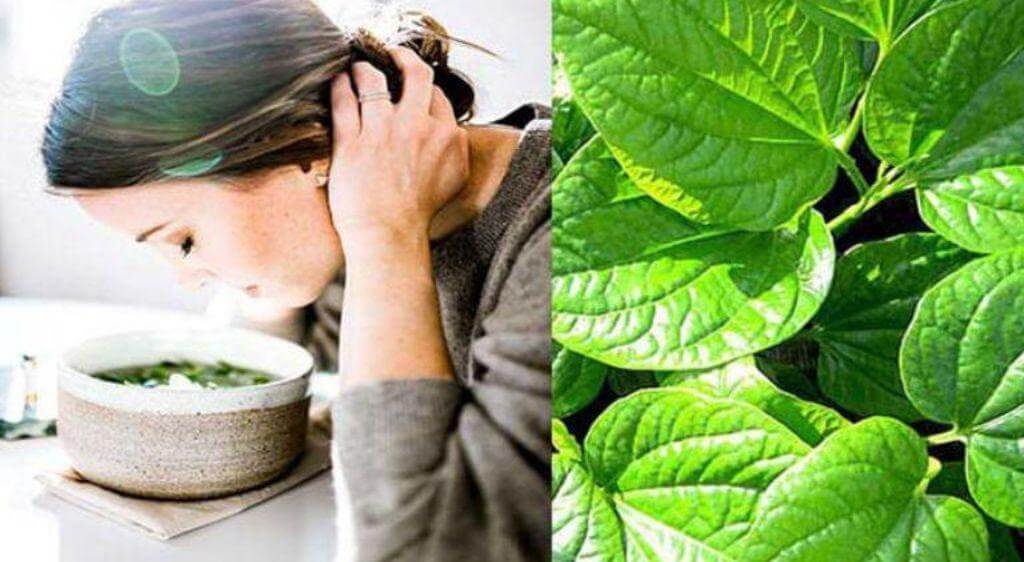 Đắp và xông lá trầu không chính là một trong các sai lầm phổ biến gây trầm trọng thêm bệnh lý về mắt