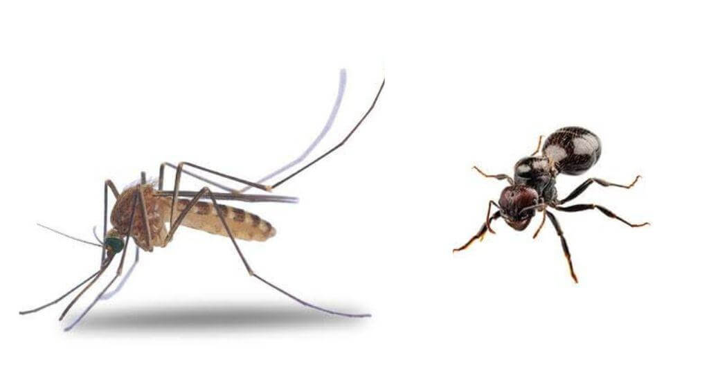 Trẻ bị sưng mắt có thể do bị côn trùng như kiến, muỗi,... đốt vào da mi mắt